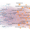 Network Analysis Predicts Drug Side Effects