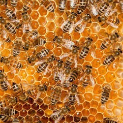 bees in hive