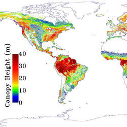 Map of forest height