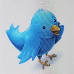 Twitter bird