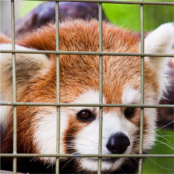 Caged fox