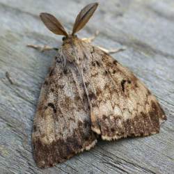 gypsy moth