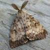 Computer Experts Join the Battle Against Moths Invading Britain