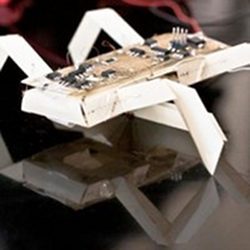 Insect robot 