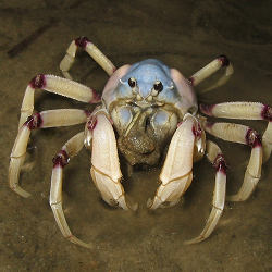  Soldier crab