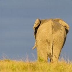 Elephant walking away