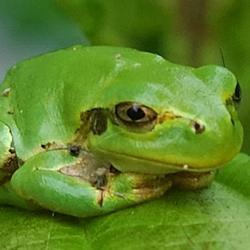 Japanese Tree Frog