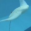 ­niversity Researchers Are Designing, Building Robotic Manta Ray