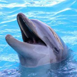 bottlenose dolphin