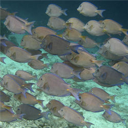 School of Blue Tang fish