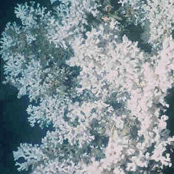 Underwater coral