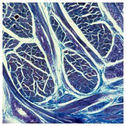 smooth muscle, light micrograph