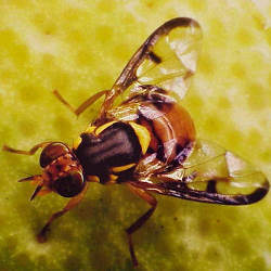 Oriental fruit fly