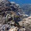 Google Adds Coral Reef Panoramas to Street View Maps