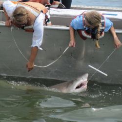 Delaware researchers and sand tiger shark