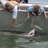 Shark Social Networking