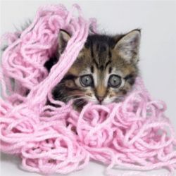 Kitten tangled