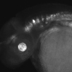 Zebrafish embryo