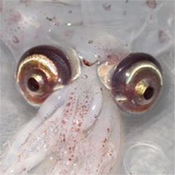 Atlantic cranch squid