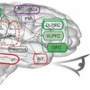 A More Human Artificial Brain