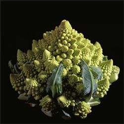 Romanesco broccoli