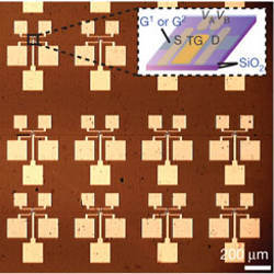 array of graphene transistors