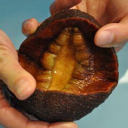 gumboot chiton