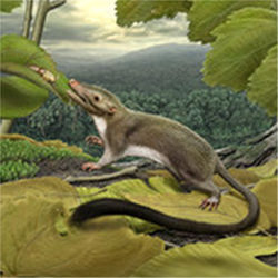 Earliest mammal