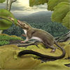 Rat-Size Ancestor Said to Link Man and Beast