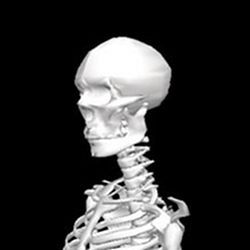 Skeletal posture imaging