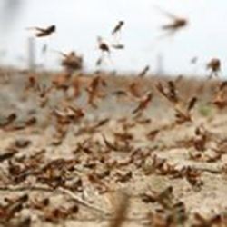 Swarming locusts