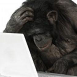 A chimp at a computer