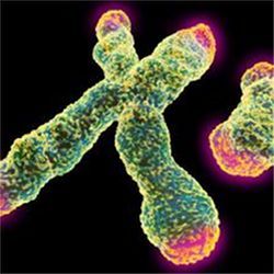 X and Y chromosomes