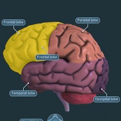 A representation of a virtual brain.