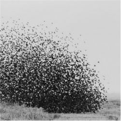 Flock of red-winged blackbirds