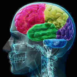 A representation of the different parts of the brain.