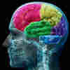 Obama to ­nveil Initiative to Map the Human Brain