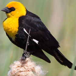 A yellow-headed blackbird.