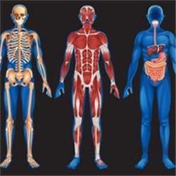 Human-body systems