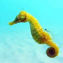 The Black Sea seahorse.