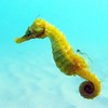 Seahorse's Armor Gives Engineers Insight Into Robotics Designs