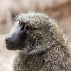 olive baboon