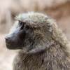 Monkey Math: Baboons Show An Ability To ­nderstand Numbers