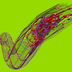 A 3D rendering of the C. elegans nervous system. 
