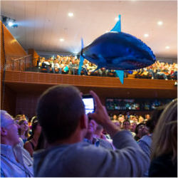 Flying shark, Stanford