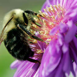 A bee fertilizing a flower. 