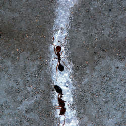 fire ants in a tunnel