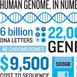 Human genome, in numbers
