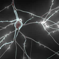Image of an active neuron.