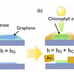 A representation of how chlorophyll is added to a graphene transistor.